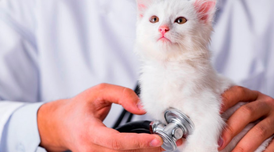 ¿Cómo elegir la clínica veterinaria más adecuada para gatos? Experto lo explica en #5TipsLive