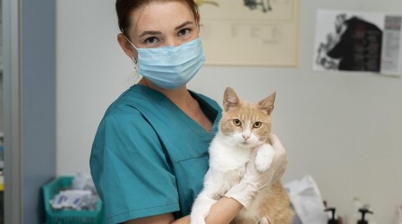 ¿En qué llevar a tu gato al veterinario? Especialista entrega sus recomendaciones en #5TipsLive