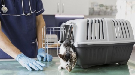 ¿Qué hacer con tu gato en la sala de espera del veterinario? Revisa las recomendaciones en #5tipsLive