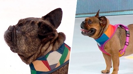 Se robaron el show: Los verdaderos protagonistas de MG fueron los perritos de José Antonio Neme