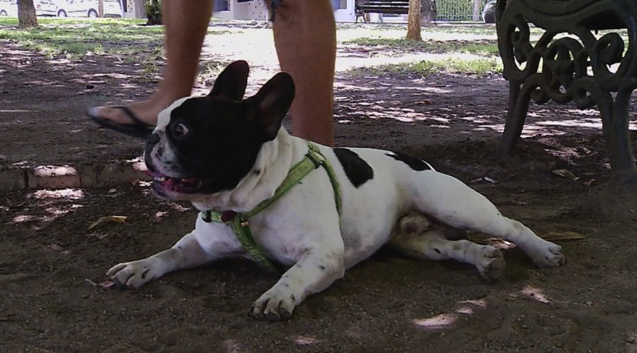 Modus Operandi: El alza en el robo de mascotas