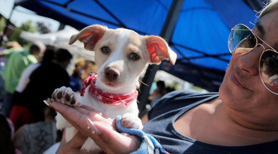 ¿Tienes un gato o un perro?: Conoce cómo y por qué inscribirlos en el Registro Nacional de Mascotas