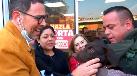 ¡Encontramos a Popy!: Ayuda ciudadana permitió dar con perrita perdida tras accidente de tránsito