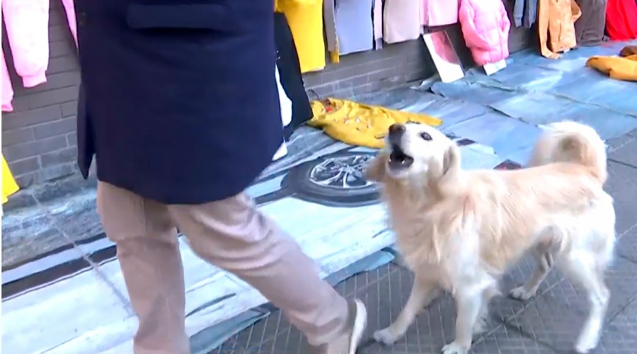 'Chu...me ladro': El divertido momento de Danilo Villegas mientras buscaba a perrita perdida