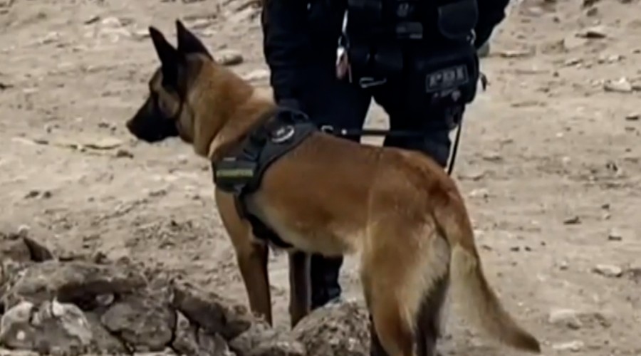 Macabro hallazgo: Perro encuentra restos humanos en patio de casa en San José de Maipo