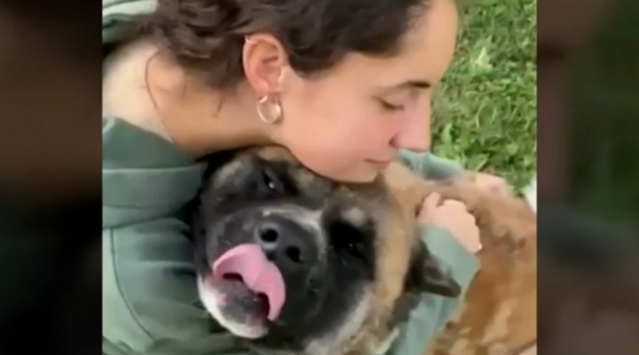 'Era un perro muy dócil': Mujer asegura que vecino mató a su perro y los amenazó si entraban a rescatarlo