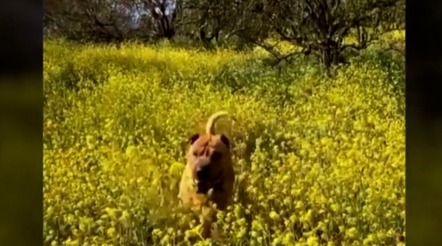 'Escuché disparos': El desesperado relato de hombre que perdió a su perro en cerro de Talca