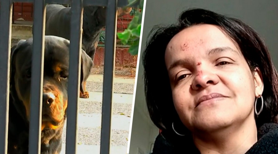 Niña atacada por perros rottweiler está fuera de riesgo vital: Cuidadora relató cómo la rescató Niña atacada por perros rottweiler está fuera de riesgo vital: Cuidadora relató cómo la rescató