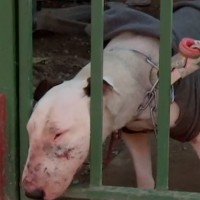 Bull terrier aterra a vecinos y mata a mascotas en Pudahuel