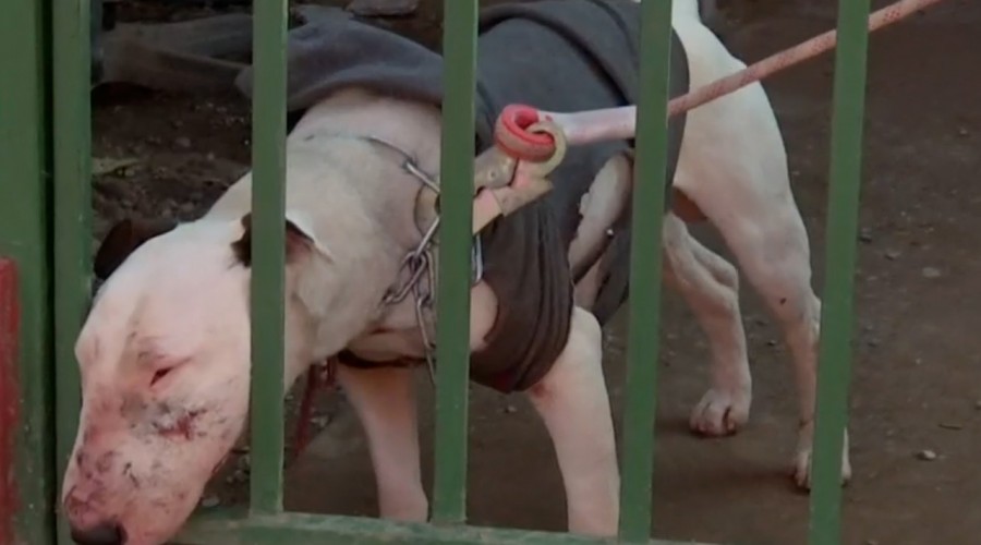 "Ese perro es un peligro": Bull terrier aterra a vecinos y ataca a otras mascotas en Pudahuel
