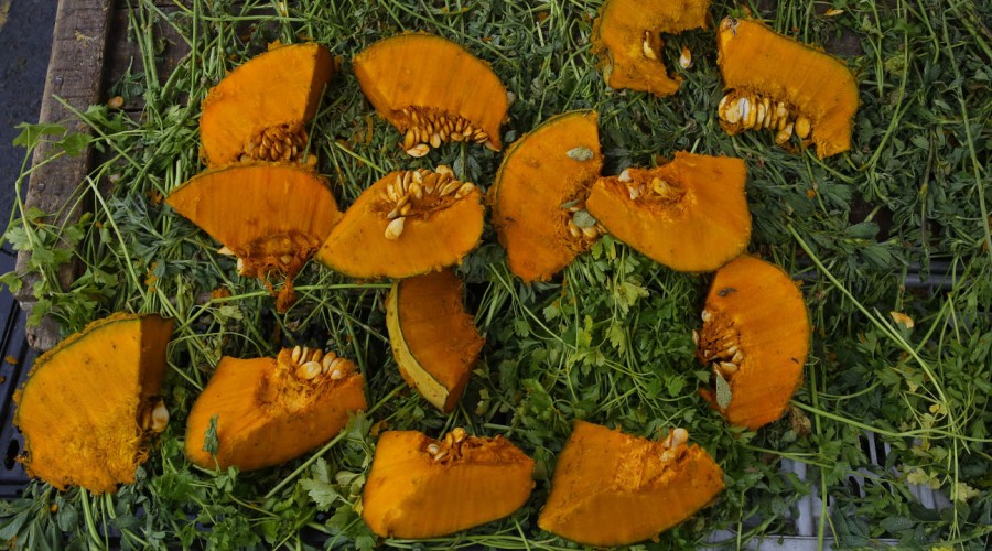 Aporte Canasta Básica: Conoce el nuevo monto que se entregará en noviembre