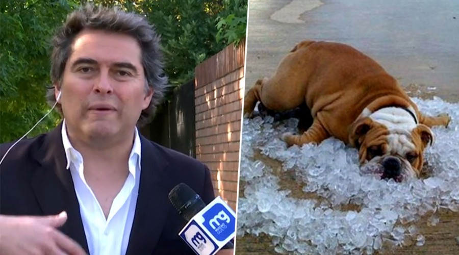 'Mojen al perro': Sebastián Jiménez entregó consejos para cuidar a las mascotas ante altas temperaturas