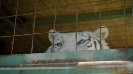 ¡Nueva temporada de Plan V!: Virginia Demaria visita el asombroso Safari de Rancagua