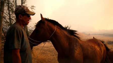 Incendios de Ñuble y Biobío: ¿Cómo ayudar a las mascotas en la emergencia forestal?
