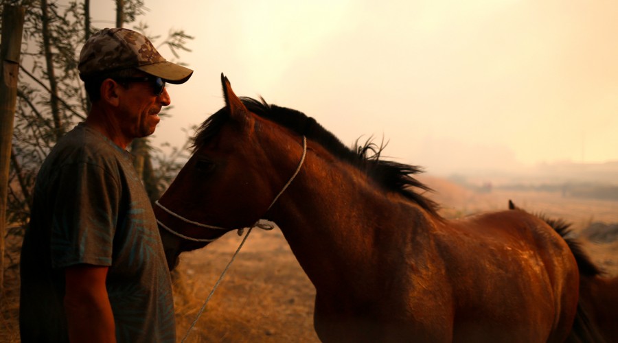 Incendios de Ñuble y Biobío: ¿Cómo ayudar a las mascotas en la emergencia forestal? Incendios de Ñuble y Biobío: ¿Cómo ayudar a las mascotas en la emergencia forestal?