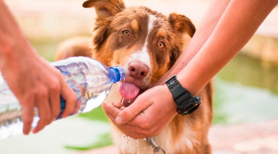 Ola de calor: Aprende a reconocer y evitar un golpe de calor en tu mascota