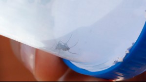 Minsal declara alerta sanitaria en 7 regiones ante riesgo del mosquito del dengue