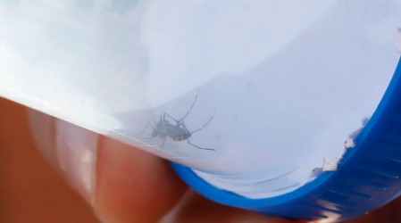 Minsal declara alerta sanitaria en 7 regiones ante riesgo del mosquito del dengue