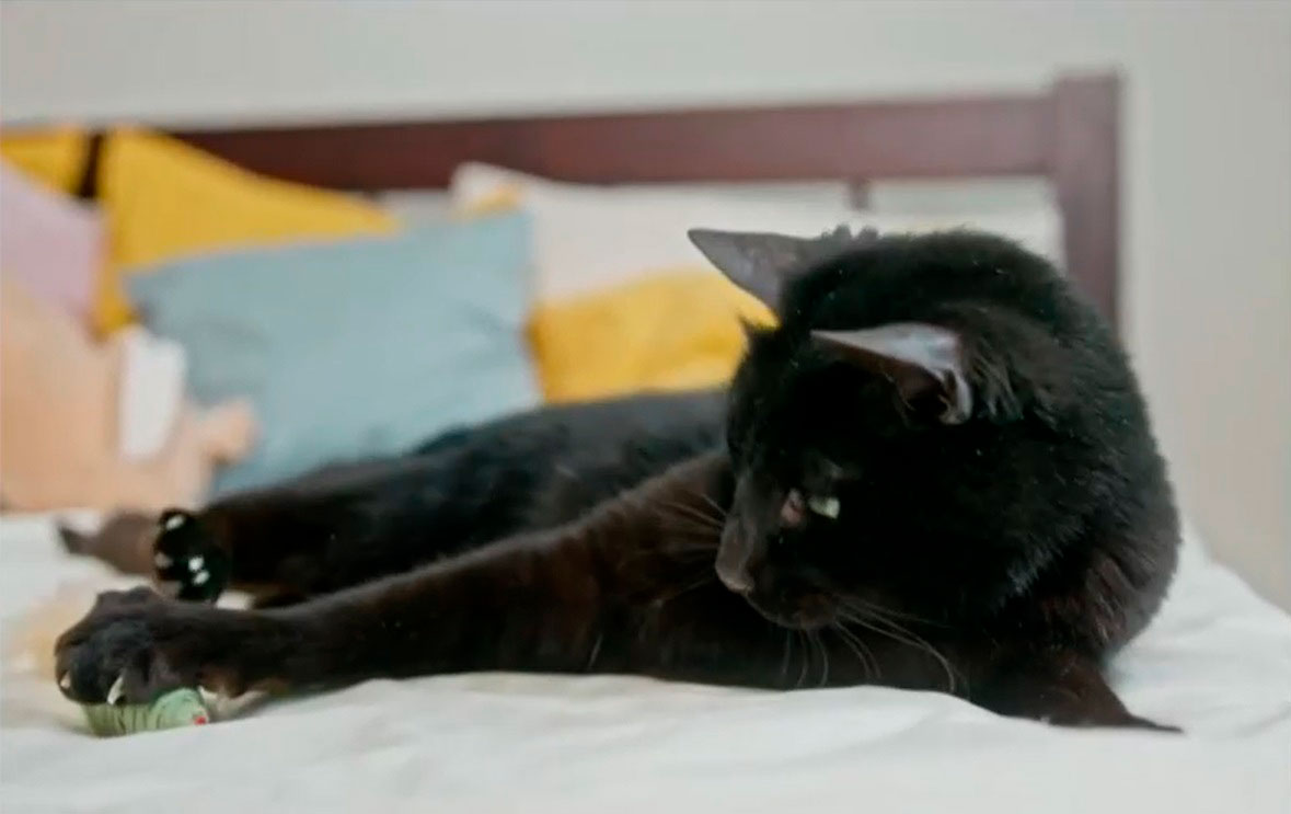 Gato negro, símbolo de la mala suerte