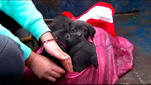 Dramático rescate de cachorritos en Coltauco: Hacen llamado a su adopción