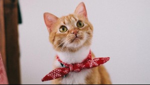 ¿Quieres adoptar un gato?: Ocho factores que debes considerar al momento de tomar la decisión