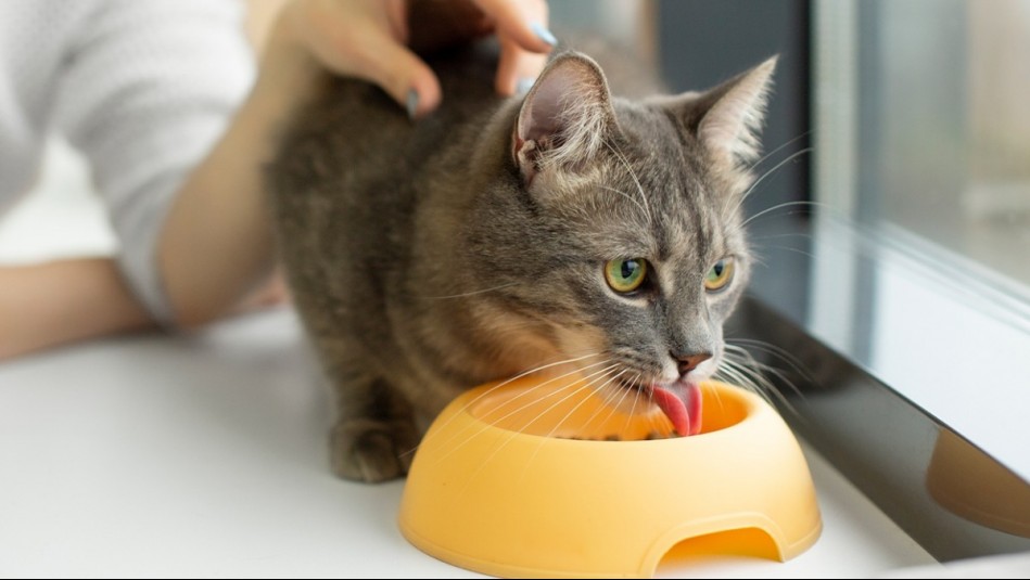 ¿Qué no debe faltar en la alimentación de tu gato?
