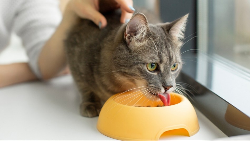 ¿Qué no debe faltar en la alimentación de tu gato? ¿Qué no debe faltar en la alimentación de tu gato?