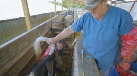 "Me está haciendo cac...": Mariana Derderián sufre percance mientras inseminaba una vaca en Disfruta la Ruta
