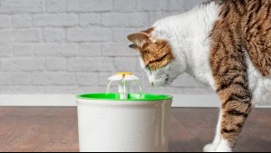 Es esencial para su organismo: Conoce cuánta agua debe consumir un gato adulto a diario