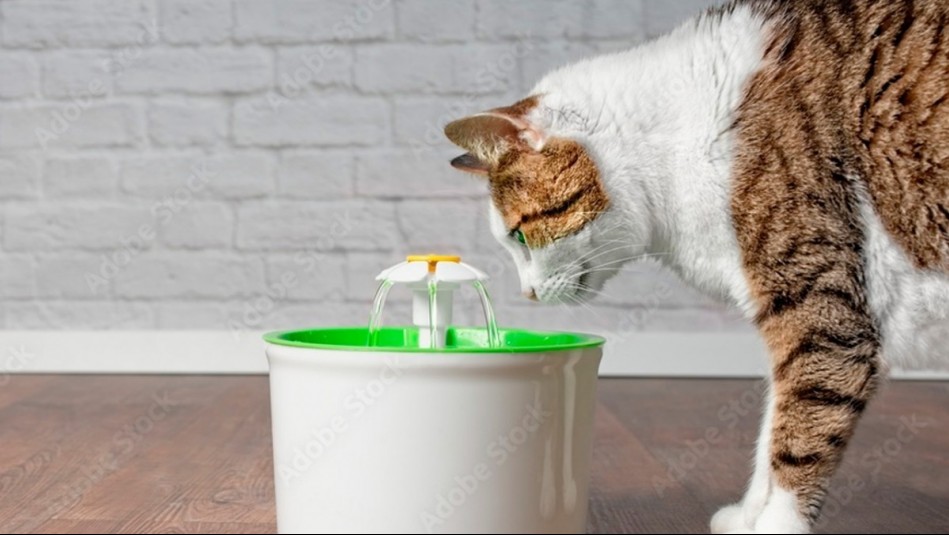 Es esencial para su organismo: Conoce cuánta agua debe consumir un gato adulto a diario
