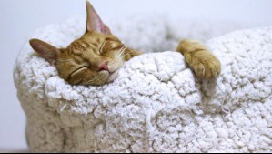 Dificultad para orinar es el principal síntoma: ¿Cómo prevenir las enfermedades urinarias en gatos?