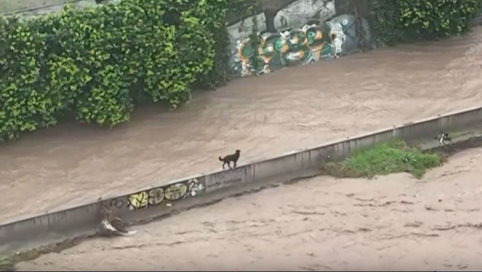 Dos perros quedan atrapados en lecho de río Mapocho ante aumento de caudal: 'No tienen dónde saltar'