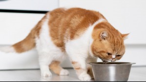 Descubre cuál es el componente fundamental que debe estar presente en la nutrición de los gatos