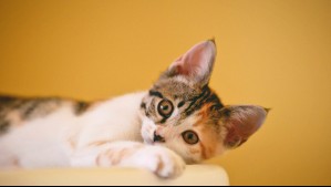 #5Tips: Experta en salud felina exhibe cinco recomendaciones para preservar la salud de un gato