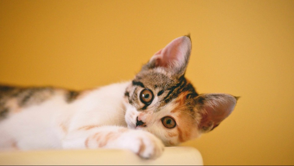 #5Tips: Experta en salud felina exhibe cinco recomendaciones para preservar la salud de un gato