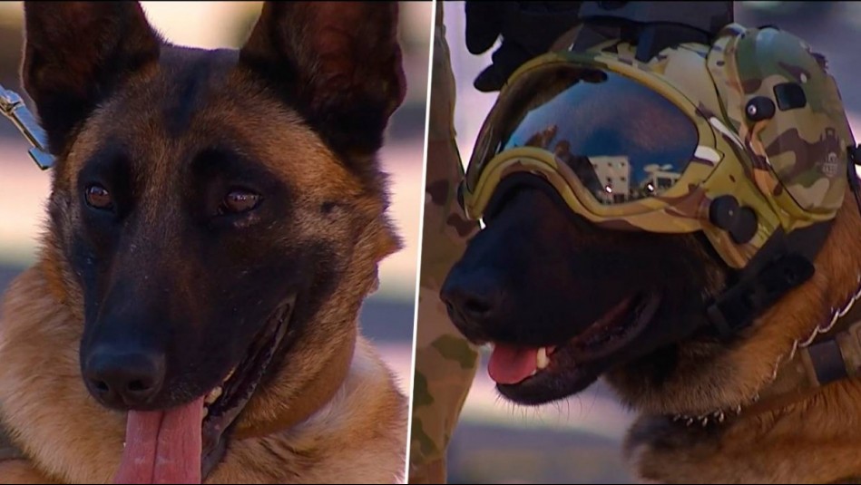 Perritos de la Patrulla Canina se robaron la atención en la previa de la Parada Militar 2023