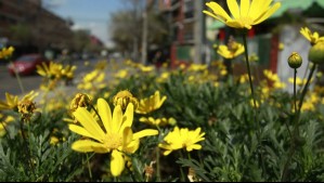 ¡No es el 21 de septiembre! Revisa cuándo comenzará oficialmente la primavera en Chile