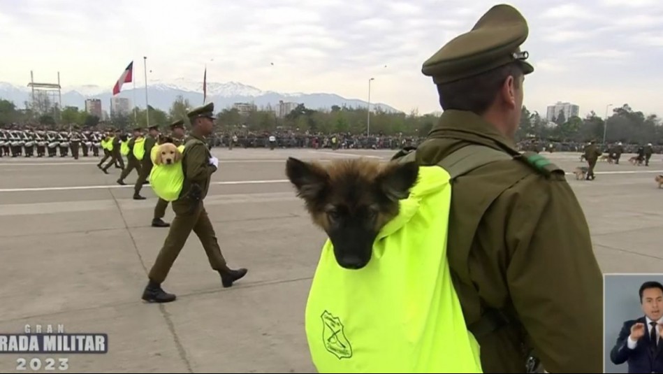 Los nuevos perritos de Carabineros se robaron todas las miradas en la Parada Militar 2023