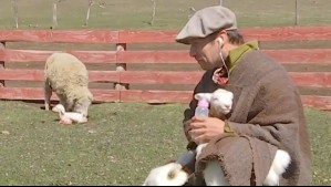 'Qué momento más lindo': Andrés Velasco presenció el nacimiento de una oveja en De Paseo