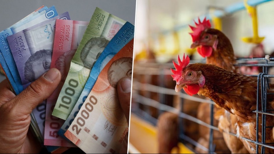 Pago por colusión de pollos: Estos son los pensionados que recibirán los $13 mil pesos de compensación