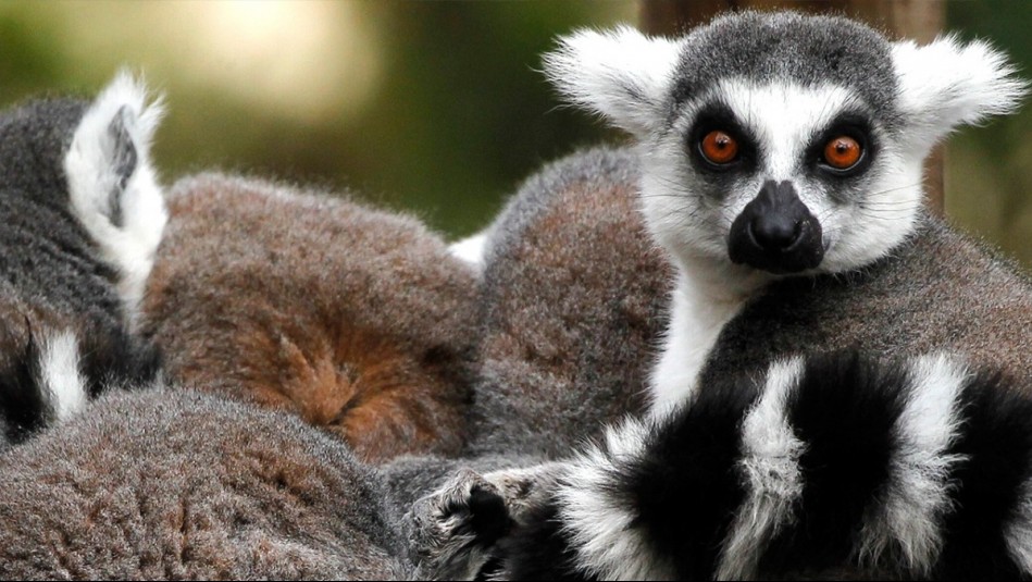 Totalmente gratuito: Conoce cómo obtener tus tickets liberados para ir al Zoológico del Parquemet