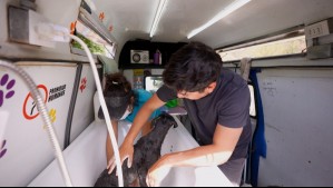 ¡Quedaron bellos! Fernando Godoy ayuda en el cuidado de perros de santuario animal en Bajo el Mismo Techo