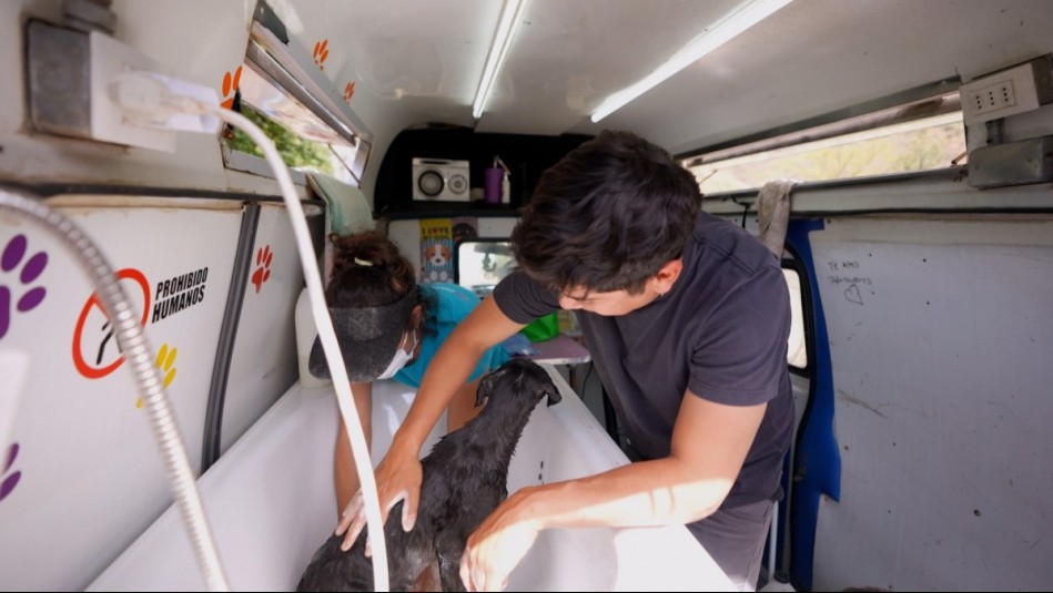 ¡Quedaron bellos! Fernando Godoy ayuda en el cuidado de perros de santuario animal en Bajo el Mismo Techo