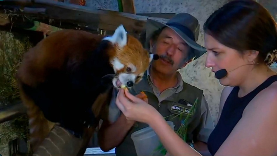 'Los dientes son bien filudos': Cote Quintanilla vive chascarro mientras alimentaba a panda rojo en De Paseo