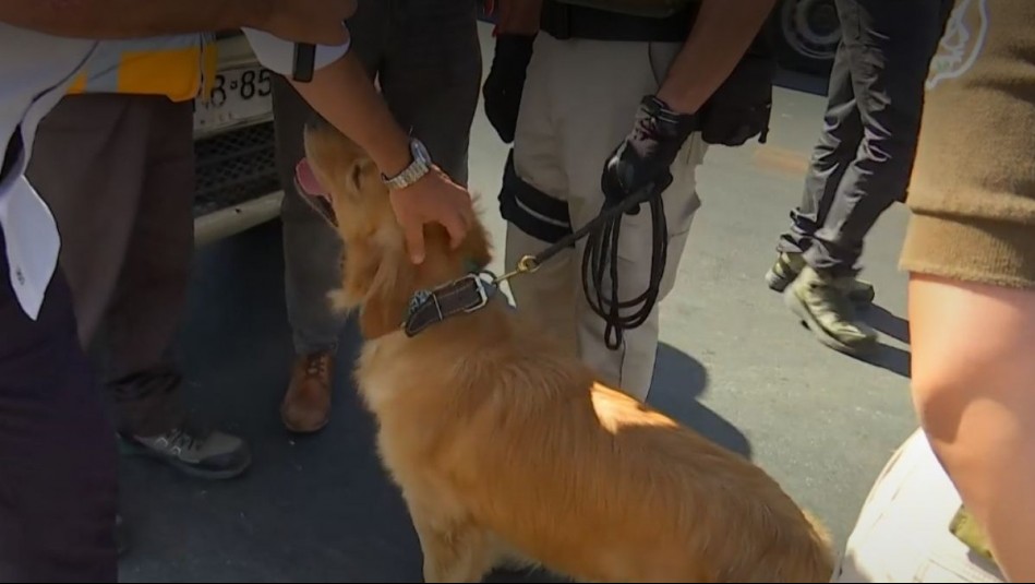 Se robó toda la atención del despacho: Adorable perro lideró fiscalización de autos en La Pintana