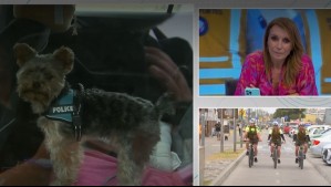 Adorable presencia perruna durante fiscalización: Simón es el ejemplo de cómo se debe transportar una mascota