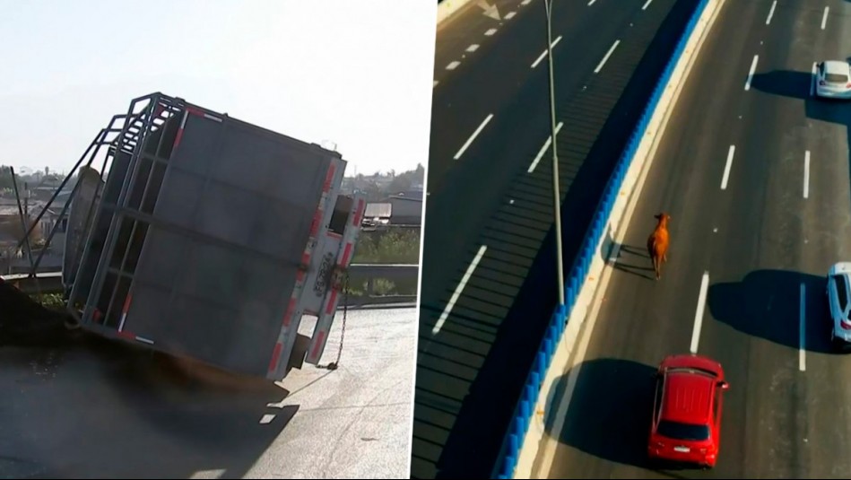 'Cortaron el candado y lo sacaron': Camión robado en Rauco con al menos 18 vacas volcó en Lo Espejo