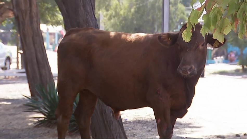 Asustado y con heridas: Vecinos intentan capturar a novillo suelto tras volcamiento de camión robado