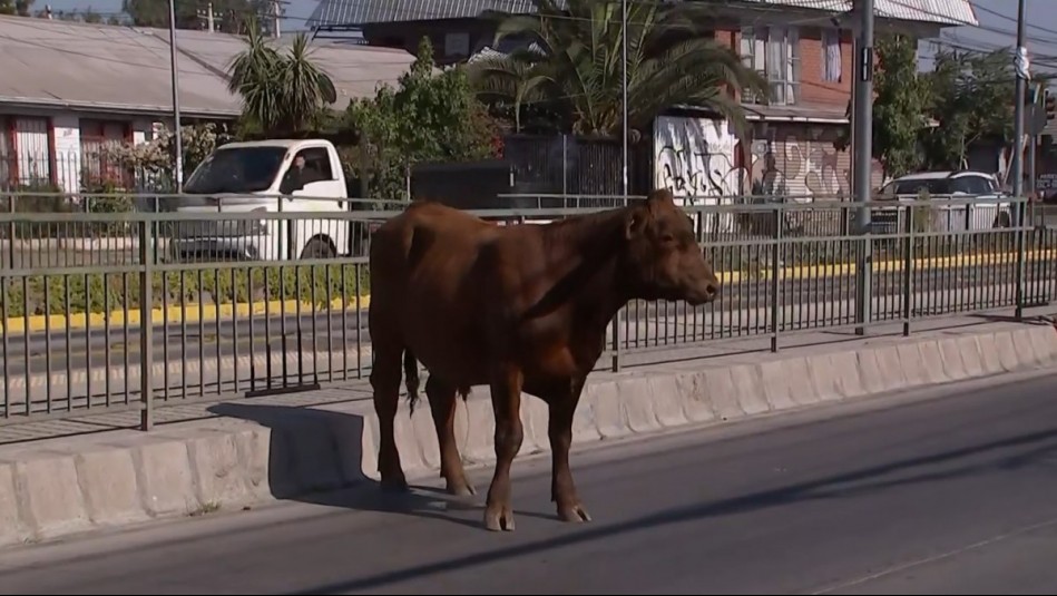 'Ella puede recibirlos': El noble gesto de exhica reality con vacas y novillos robados