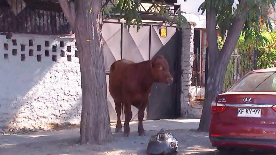 Recorrió más de 10 kilómetros herido: Así fue el rescate de novillo que cayó de camión robado